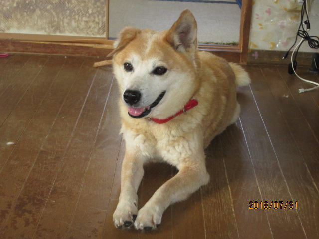 犬小松♂　2013年生まれ